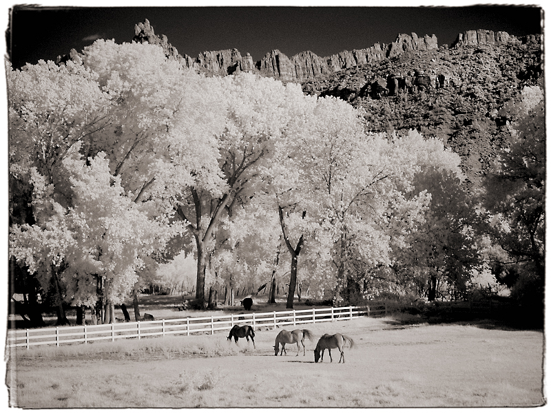 Three Horses Infrared near Zion National Park, UT  Dave Hickey